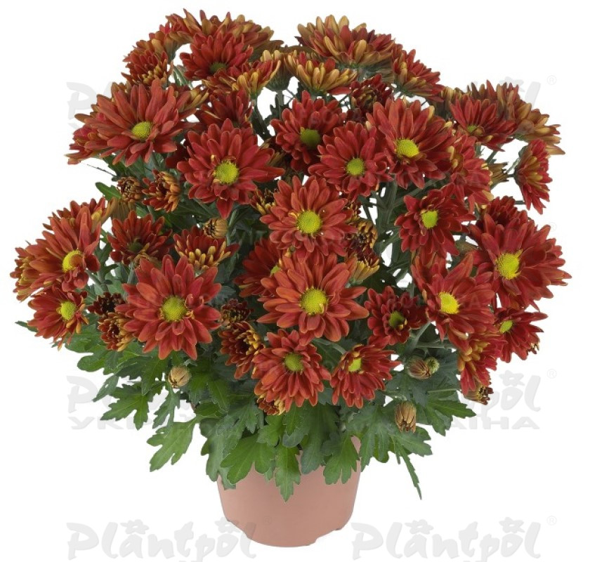 Хризантема середньоквіткова горшкова Breeze Dark Bronze (Vitroflora)