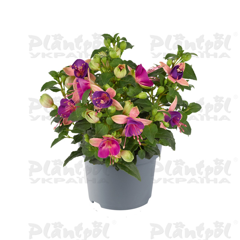 Фуксія Diva Light Pink & Purple