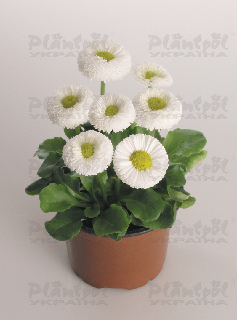 Стокротки bellis perennis Speedstar Plus White