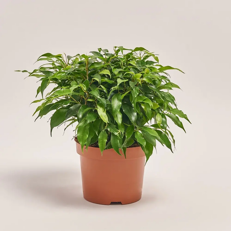 Фікус Green Kinky