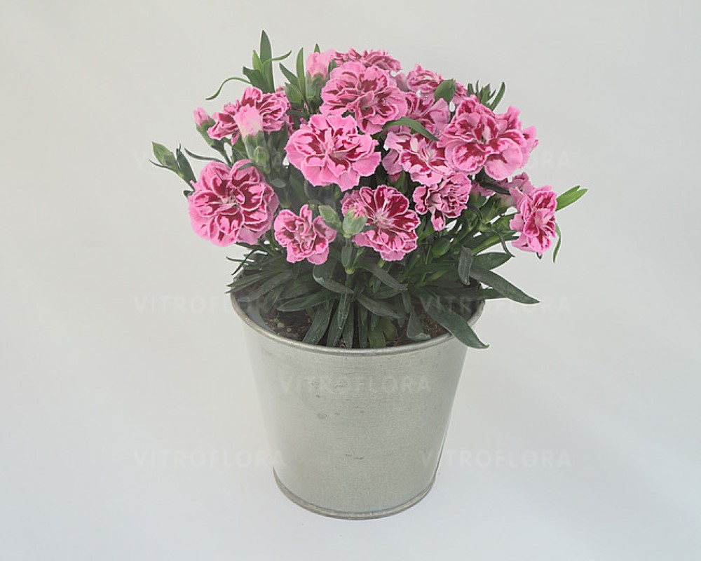 Гвоздика Oscar Pink Heart (Vitroflora)
