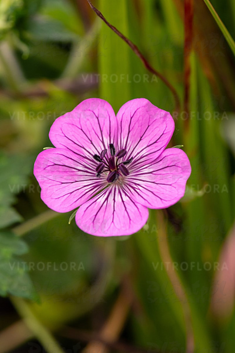 Герань Pink Penny (Vitorflora)