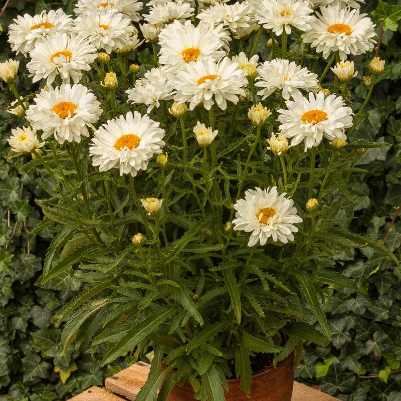 Фото 3