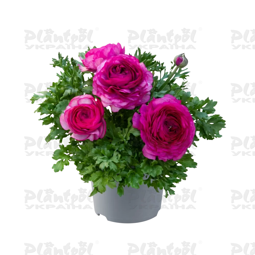 Жовтець Ranunculus Vortex F1 Purple (180 палета/Florensis)