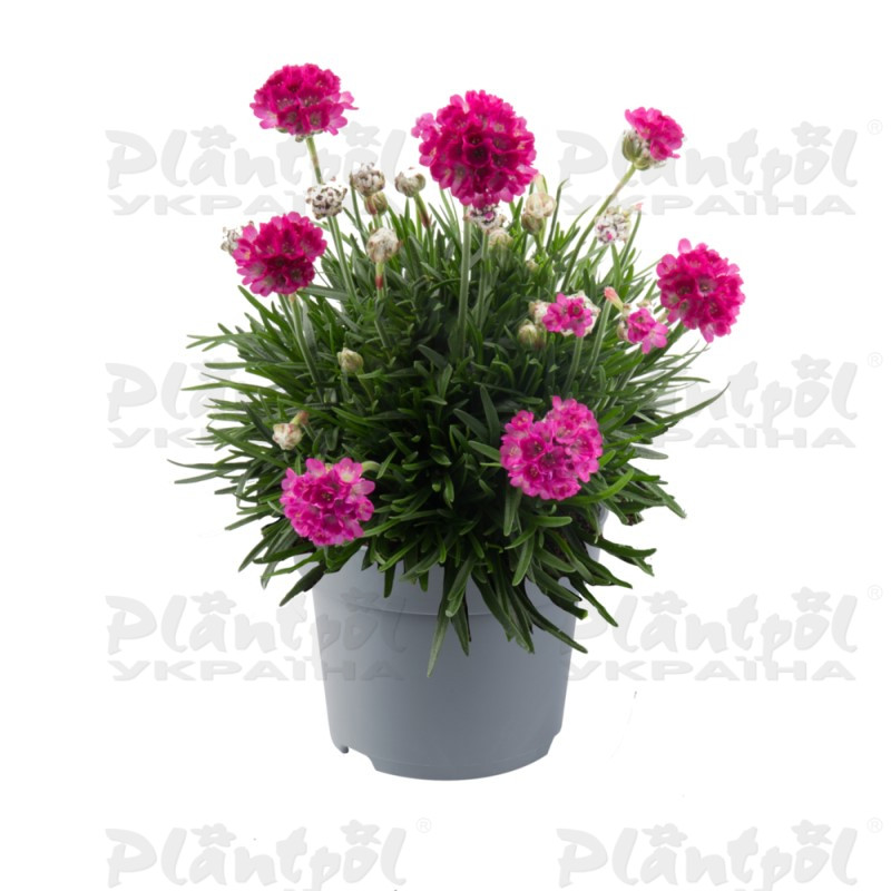 Армерія Abbey Deep Rose (Florensis)