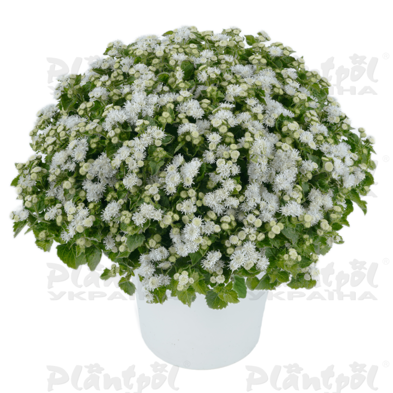 Агератум Aquilera White