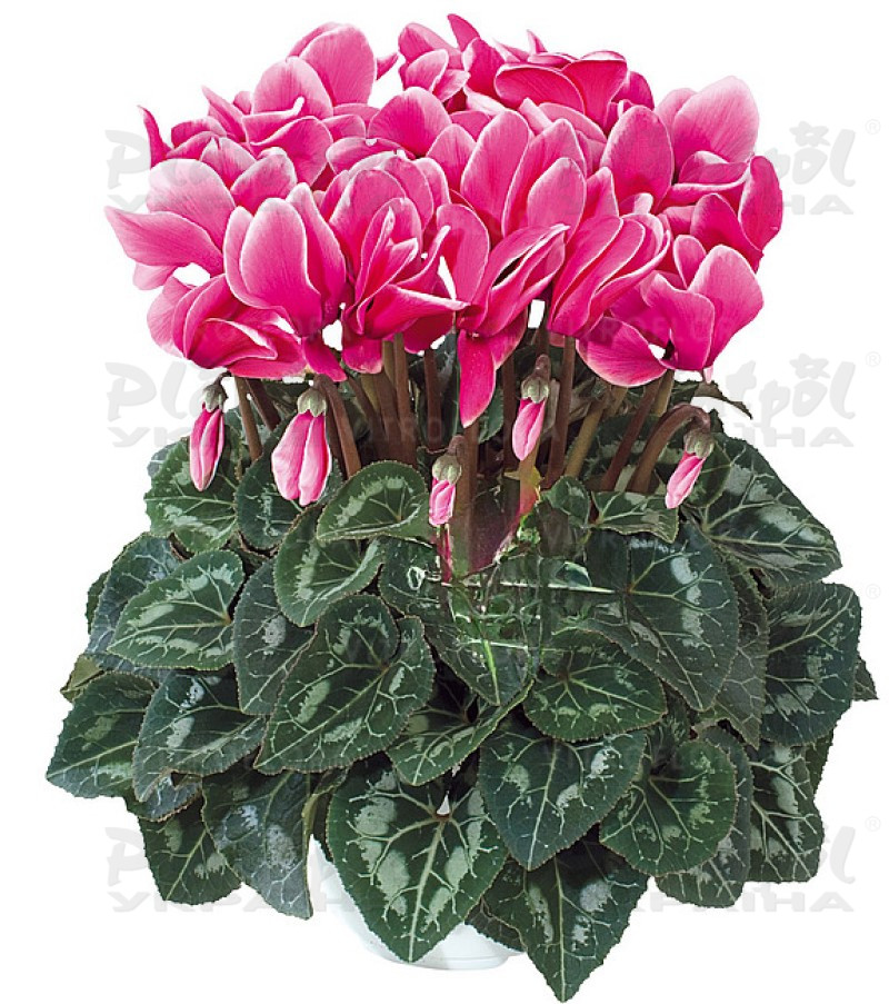 Цикламен Halios Fuchsia Vif Evol Exp.