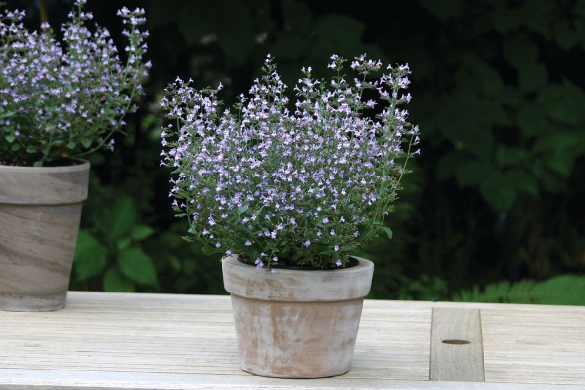 Каламінта nepeta Marvelette Blue (288 палета/Florensis)