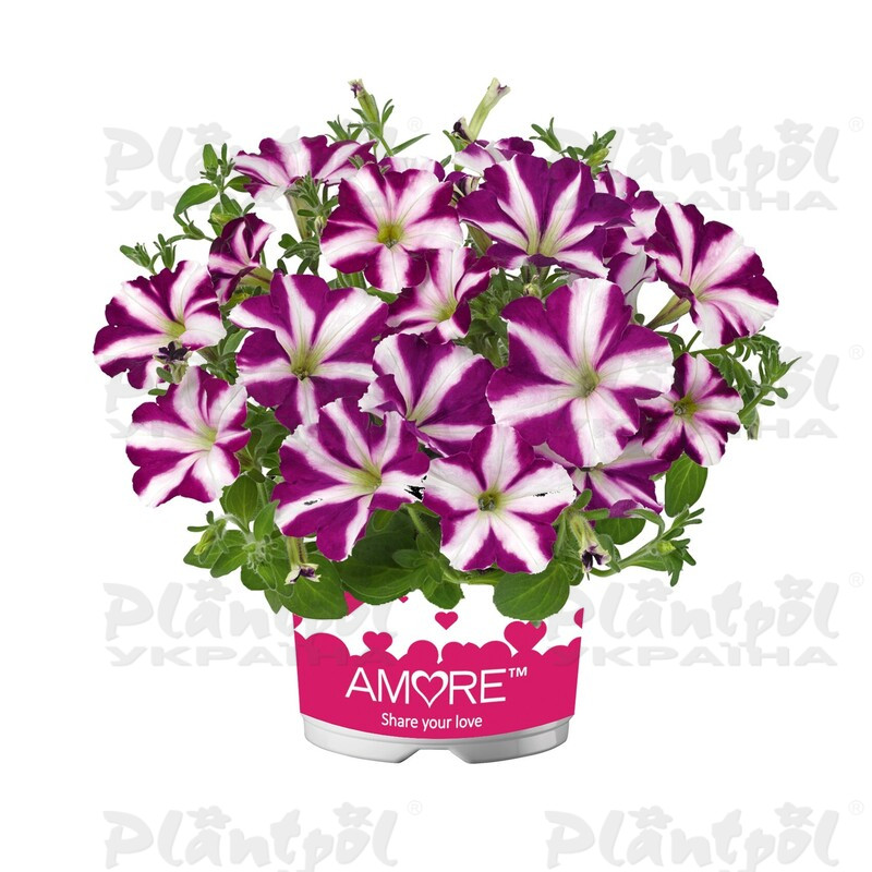 Петунія Amore Joy