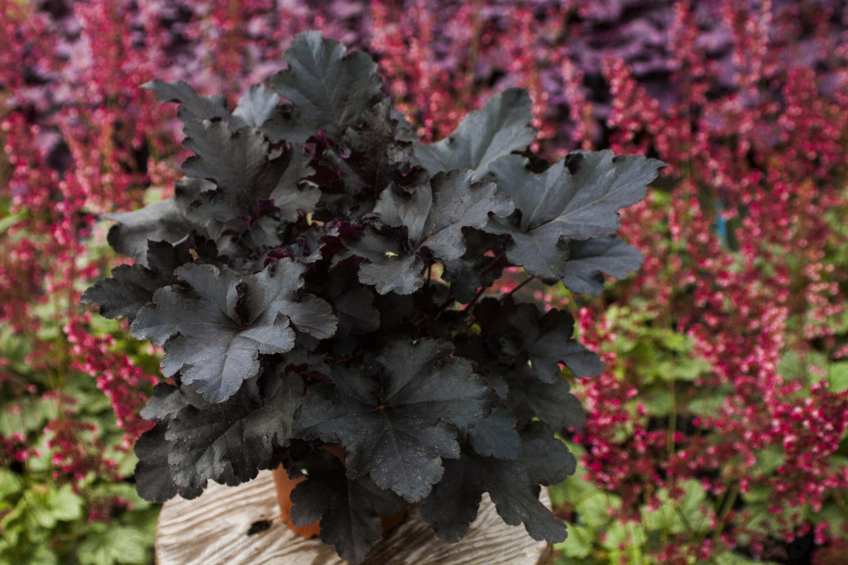 Гейхера Black Pearl (Vitroflora)