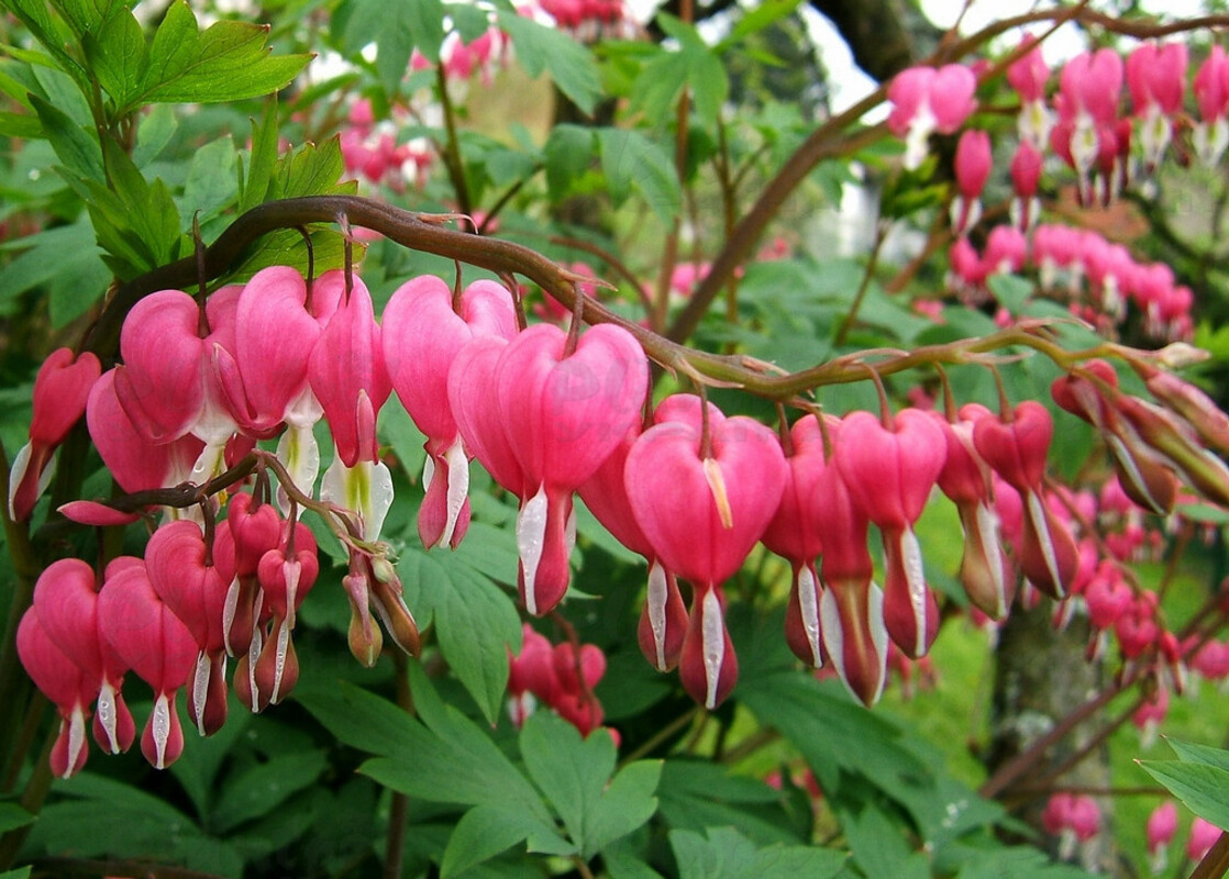 Діцентра Dicentra Spectabilis (84 палета/Vitroflora)