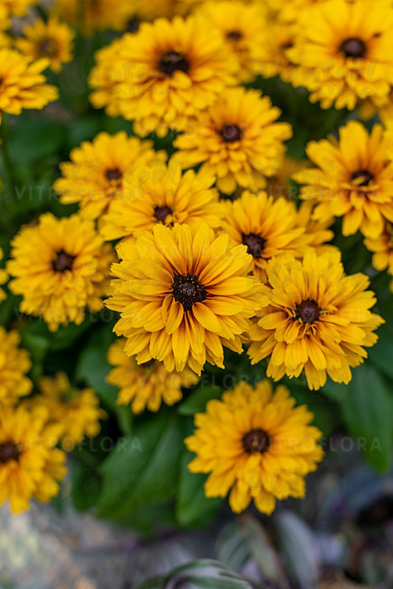 Рудбекія Littlebeckia Ballerina (Vitroflora)