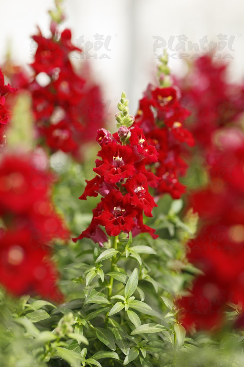 Антірінум majus DoubleShot Crimson Red (288 палета/Florensis)