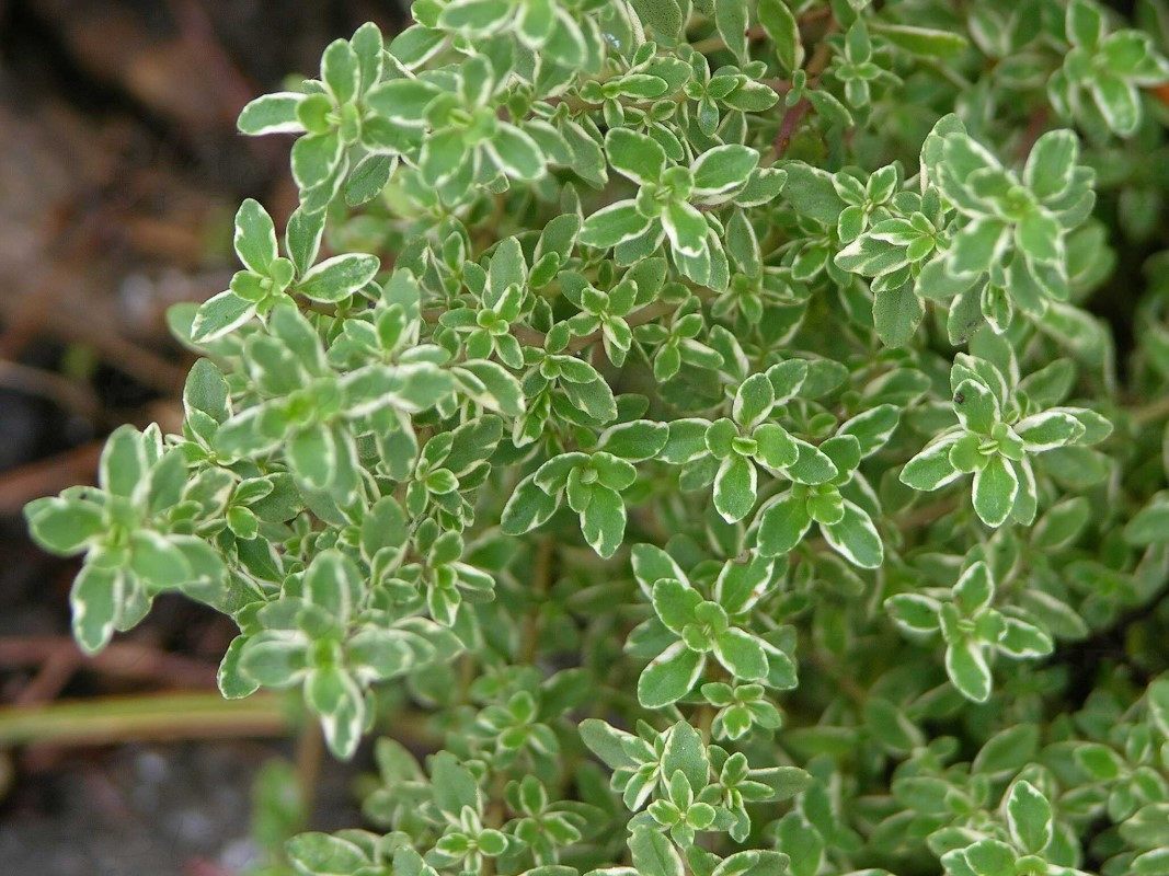 Тим'ян citriodorus Variegated