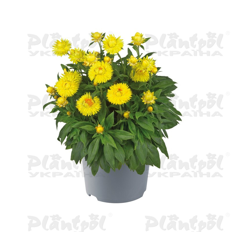 Брактеанта Bracteata Granvia Gold (84 палета/Florensis)