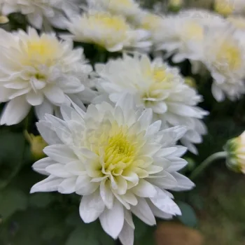 Фото 6