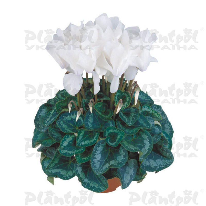Цикламен Halios Blanc Pur (Pure White)