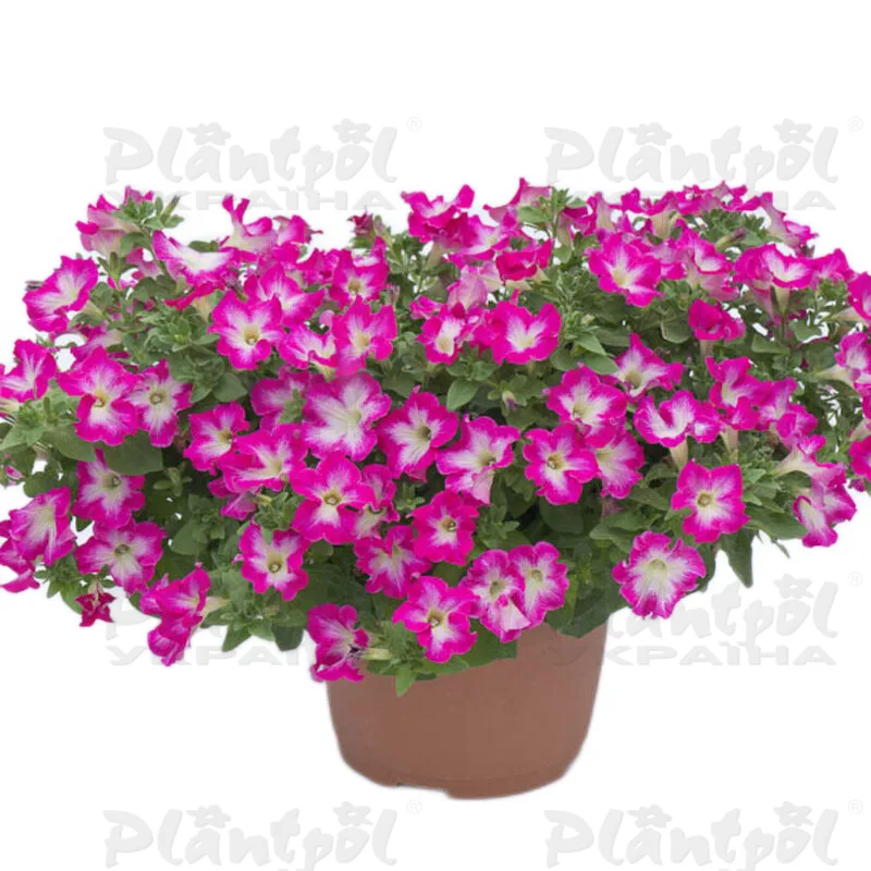 Петунія Fanfare Rose Morn (128 палета/Florensis)