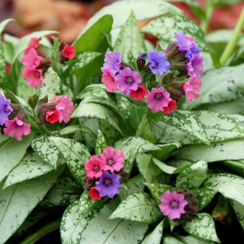 Пулмонарія Silver Bouquet (Vitroflora)