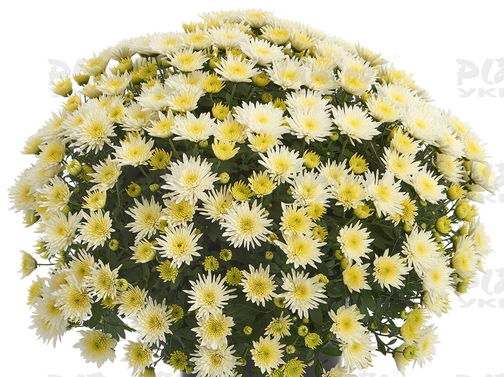 Хризантема дрібноквіткова горшкова Blomski White