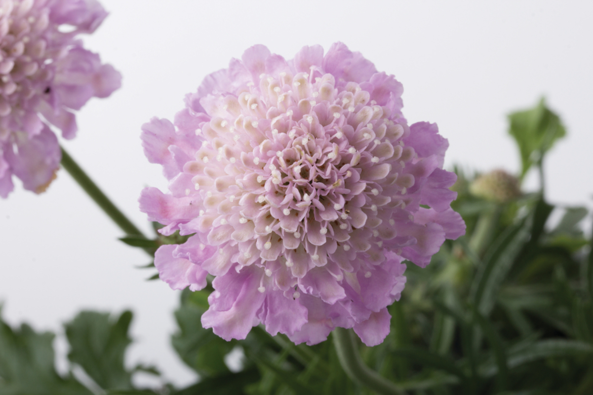 Скабіоза Pink Mist (Florensis)