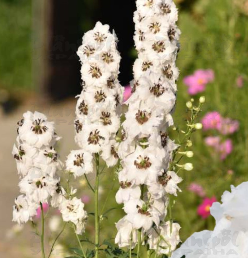 Дельфініум hybrida Sentinel White (Vitroflora)