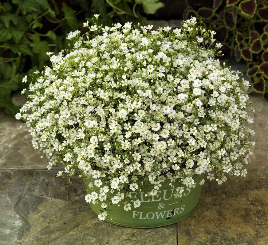 Гіпсофіла muralis Gypsy White
