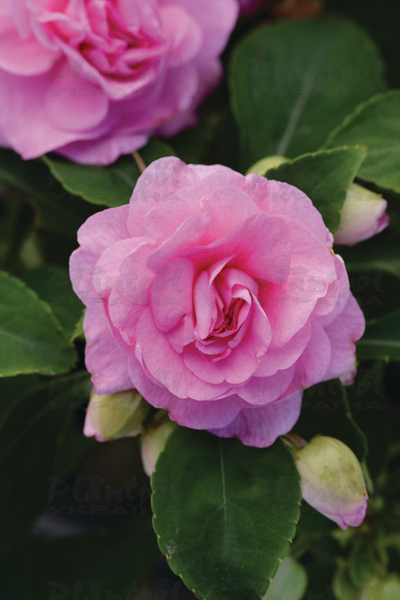Імпатієнс walleriana Fiesta Bonita Pink