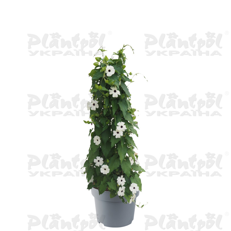 Тунбергія SunEyes White (84 палета/Florensis)