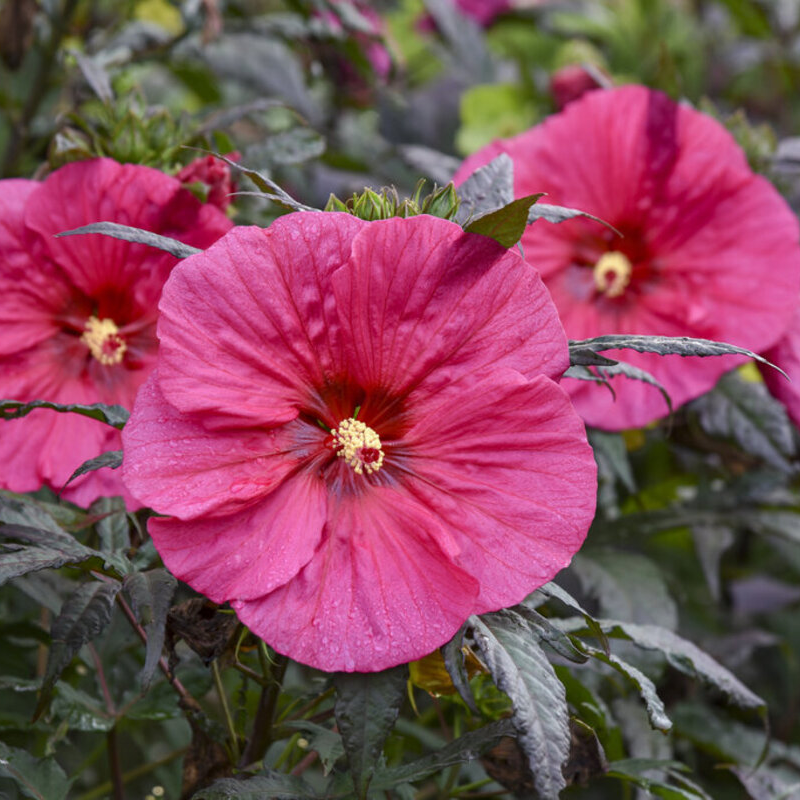 Гібіскус Summerific Evenig Rose