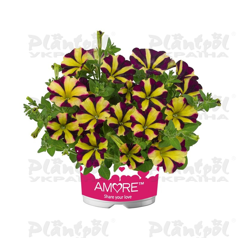 Петунія Amore Fiesta