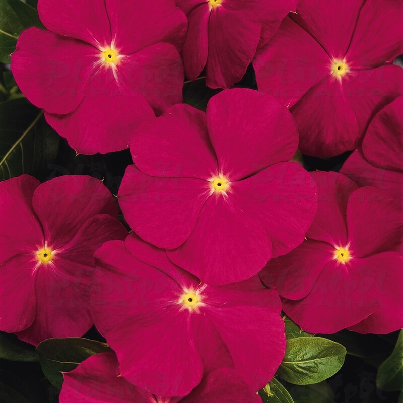 Катарантус roseus Titan F1 Rose (288 палета/Florensis)