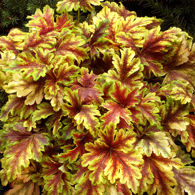 Гейхерела Gold Zebra (Vitroflora)