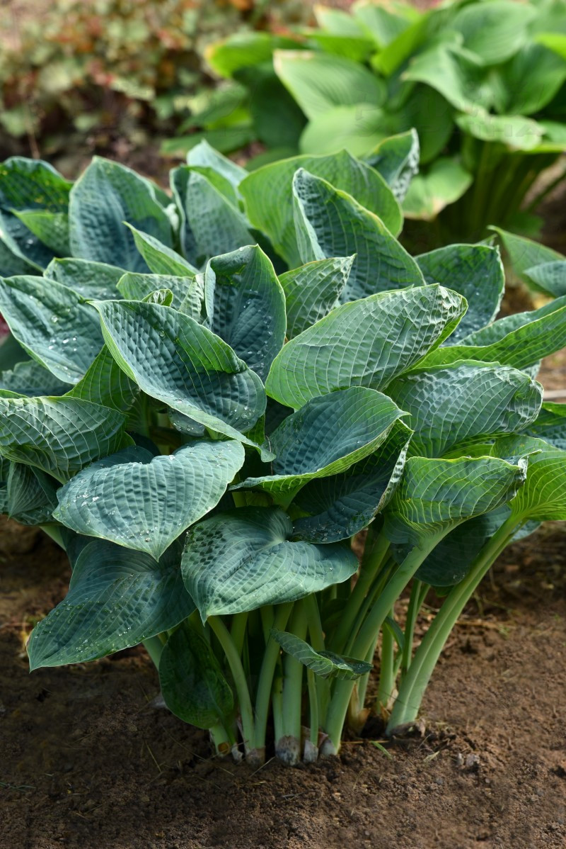 Хоста високоросла Big Daddy (Vitroflora)