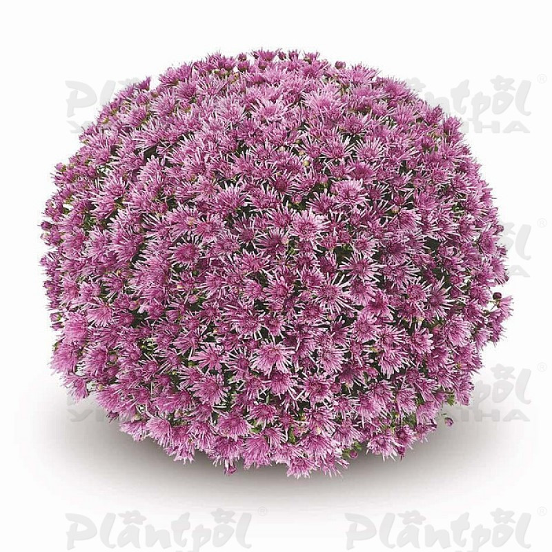 Хризантема дрібноквіткова горшкова Baoli Lilac