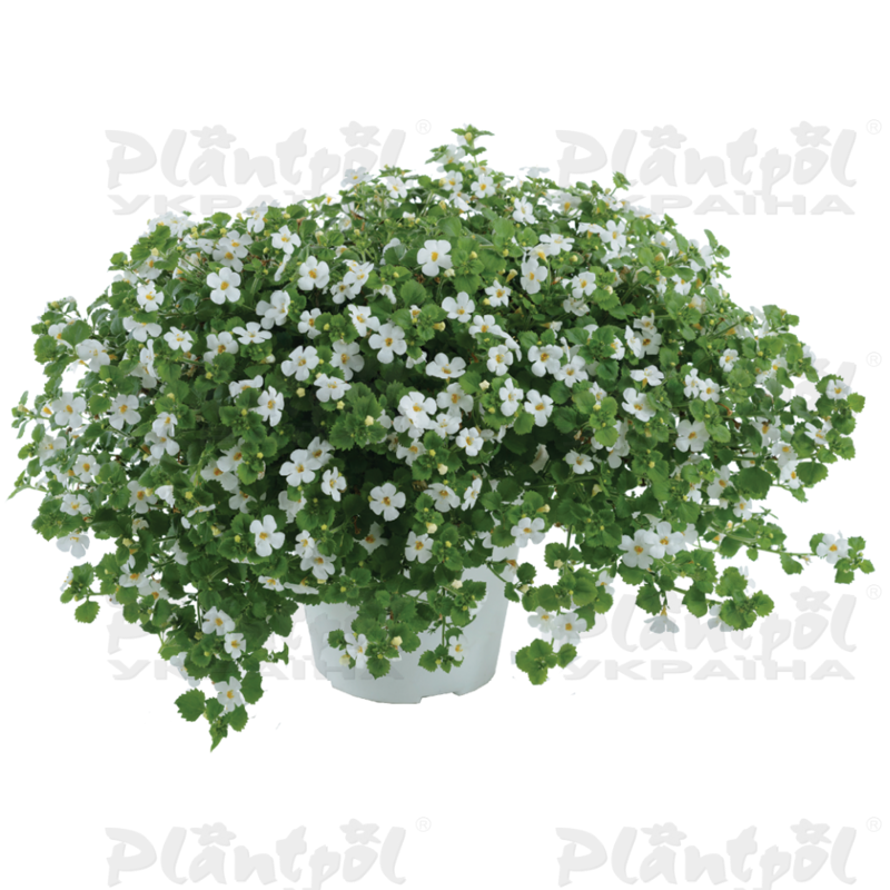 Бакопа Scopia Gulliver White