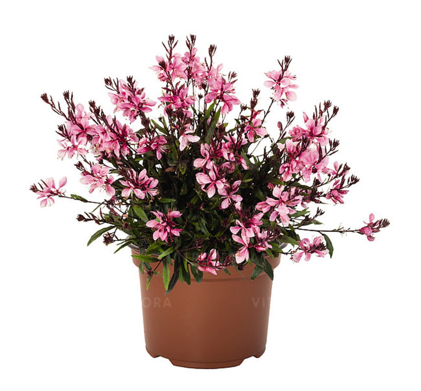 Гаура Graceful Pink (Vitroflora)