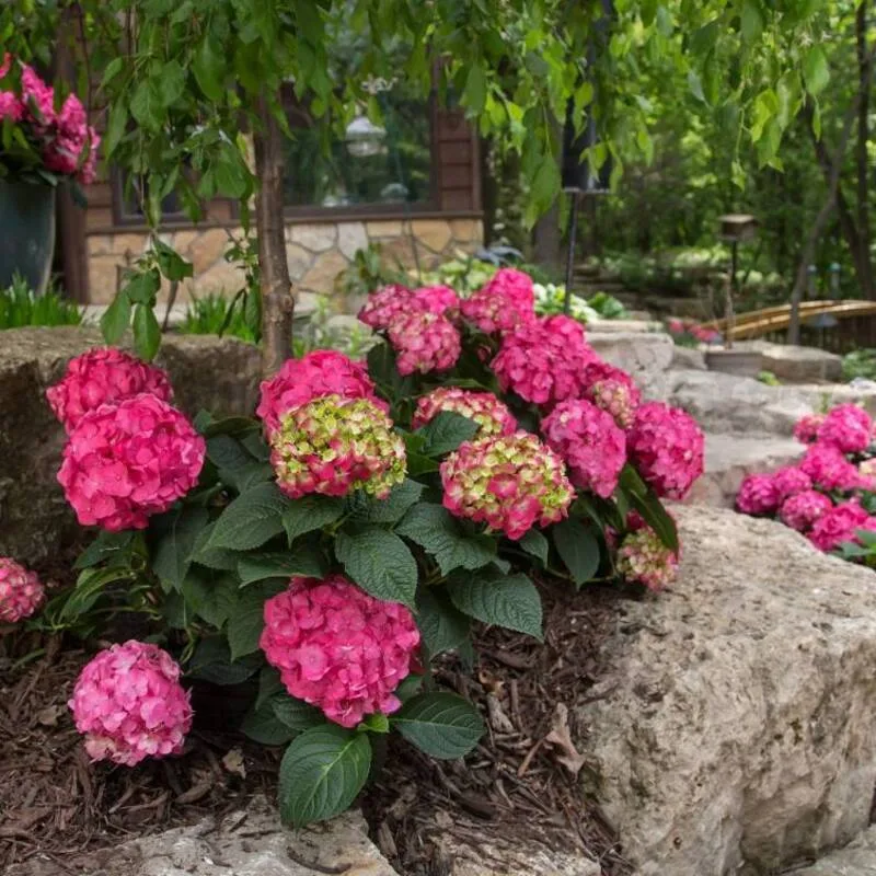 Гортензія macrophylla Endless Summer Summer Love (напівпродукт Ø 14)