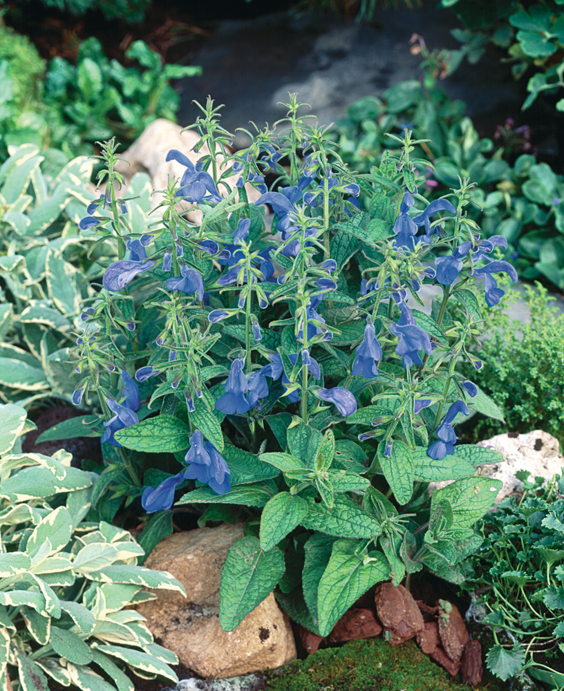 Шавлія patens Patio Dark Blue (Florensis)