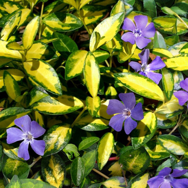 Барвінок (Vinca) minor Illumination (Vitroflora)
