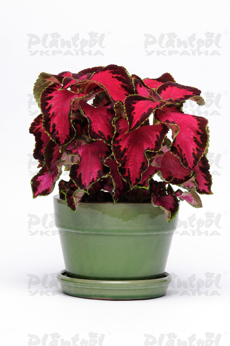 Колеус hybrida Chocolate Covered Cherry (180 палета/Florensis)