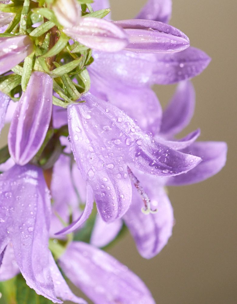 Кампанула Gaudi Violet (Vitroflora)