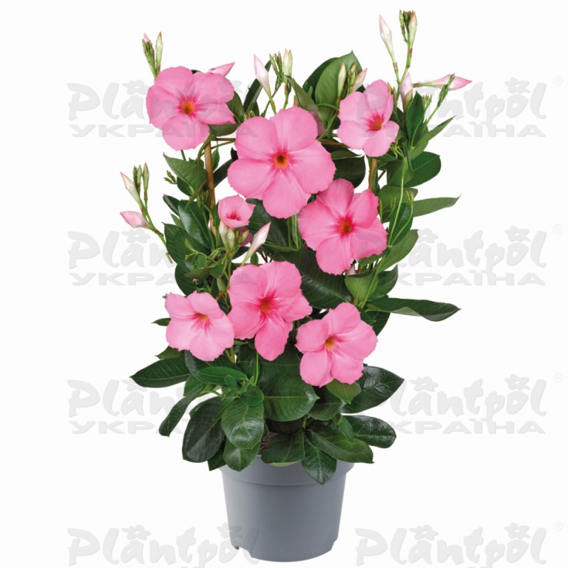 Дипладенія (Сундавіл) Mandevilla Agate XXL Rose & Pink