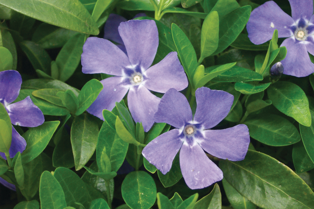 Барвінок (Vinca) major Deep Blue (128 палета/Florensis)