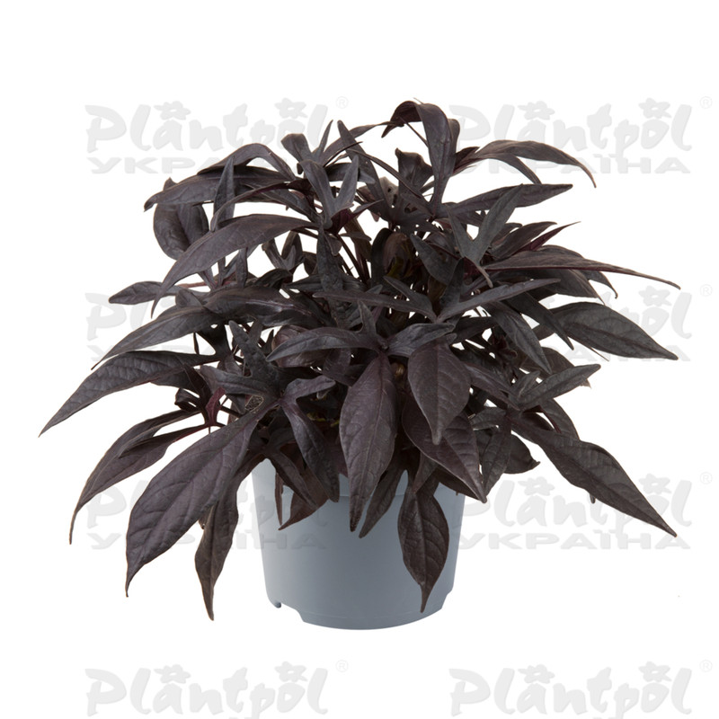 Іпомея Solar Power Black (84 палета/Florensis)