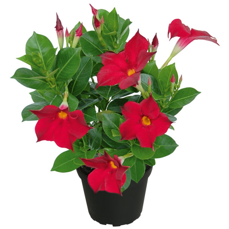 Дипладенія Bella Compact Red (Plantpol)