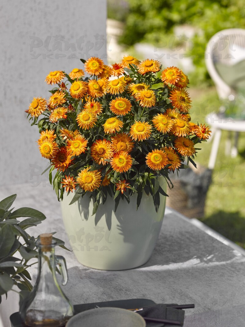 Брактеанта Bracteata Crispy Orange