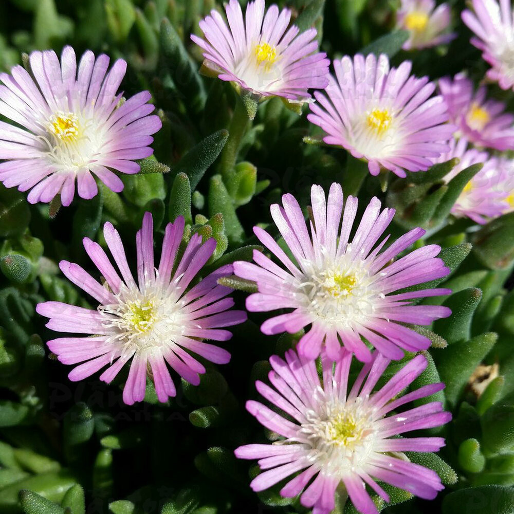 Делосперма Jewel of Desert Rosequartz (Vitroflora)
