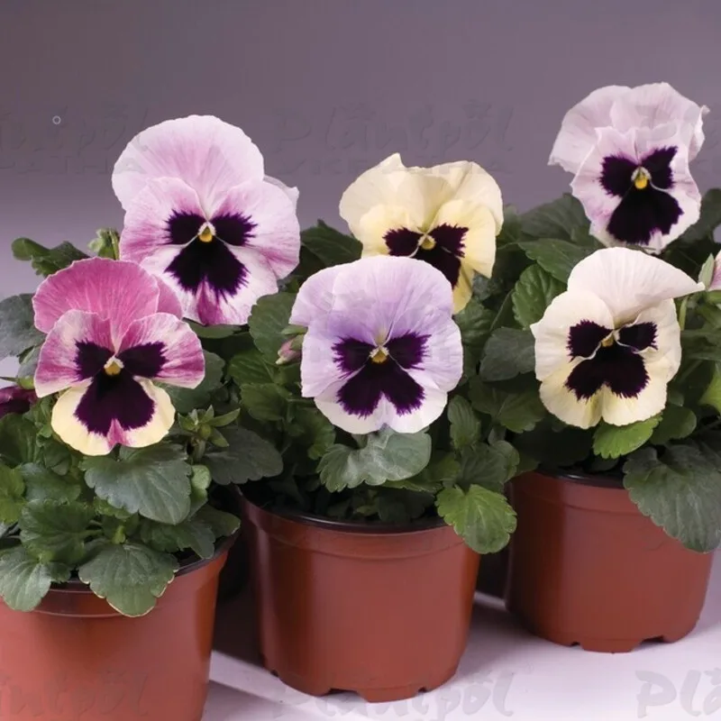 Фото 2