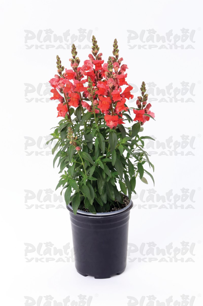 Антірінум majus Pirouette F1 Scarlet Orange (288 палета/Florensis)